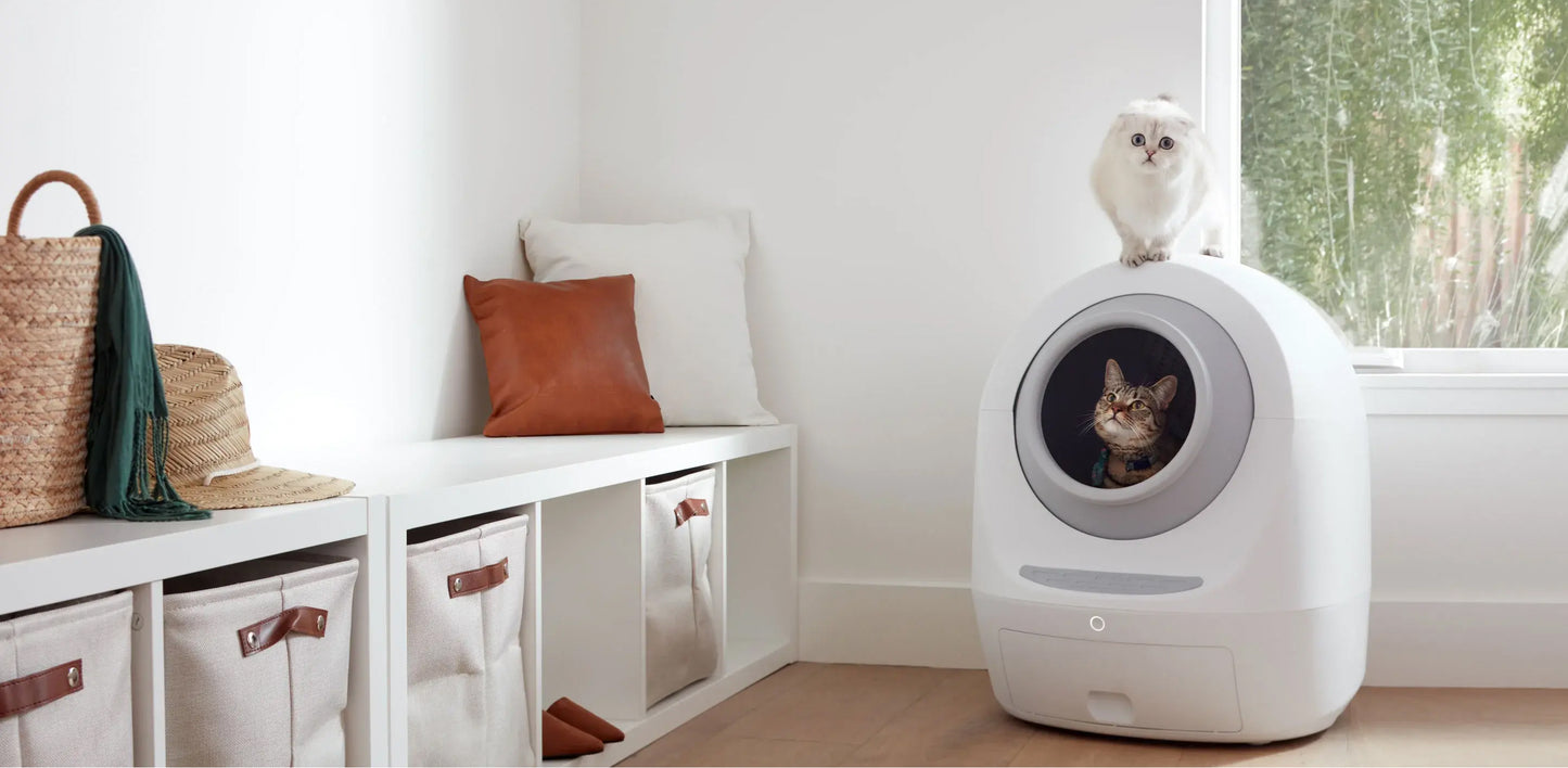loo in an entry room with two cats